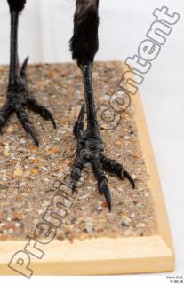 Carrion crow bird foot leg 0001.jpg